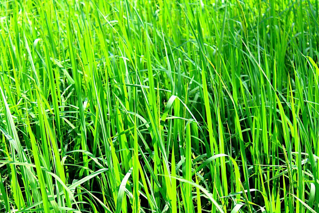  Factors that Influence the Grass Seeds Speed of Growth