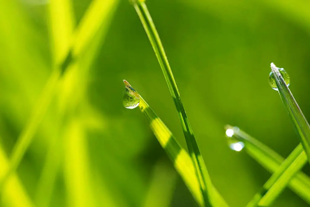 Watering at The Right Time of Day