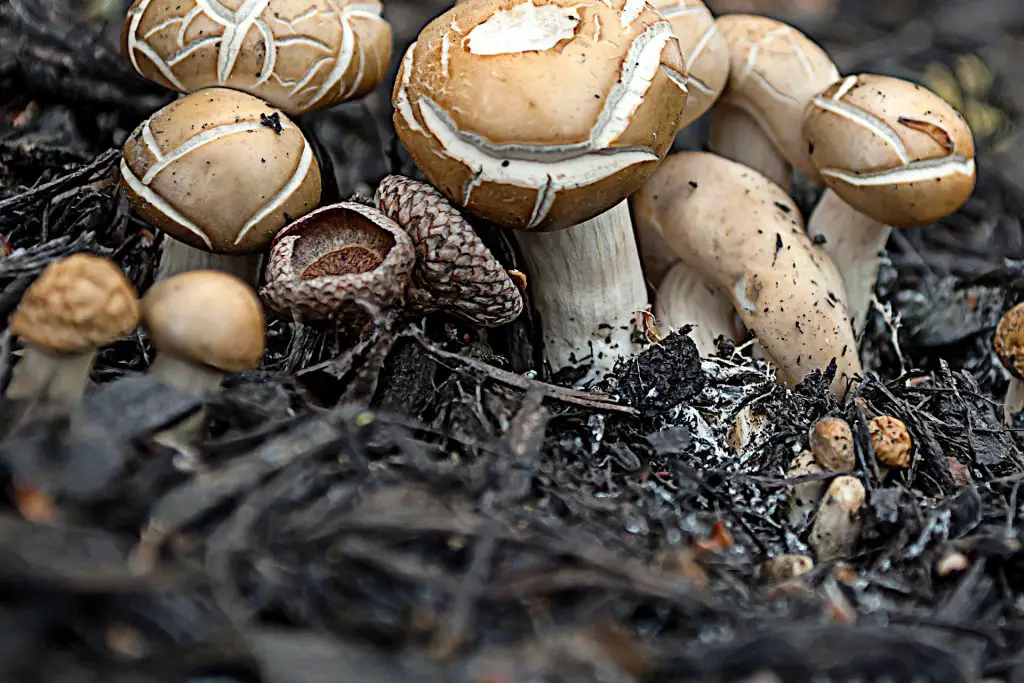 Mushroom Compost Availability and Cost