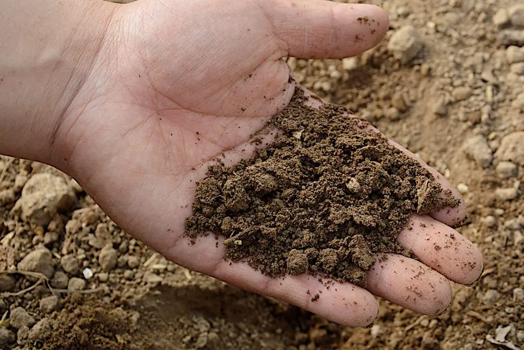 What if Your Soil Is of Poor Quality