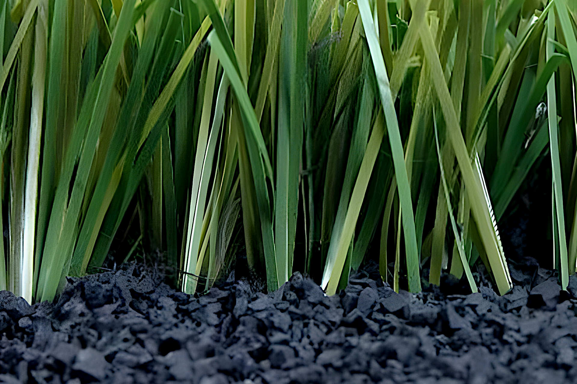 Why Does Turf Have Rubber Pellets Rubber Pellets Artificial Turf