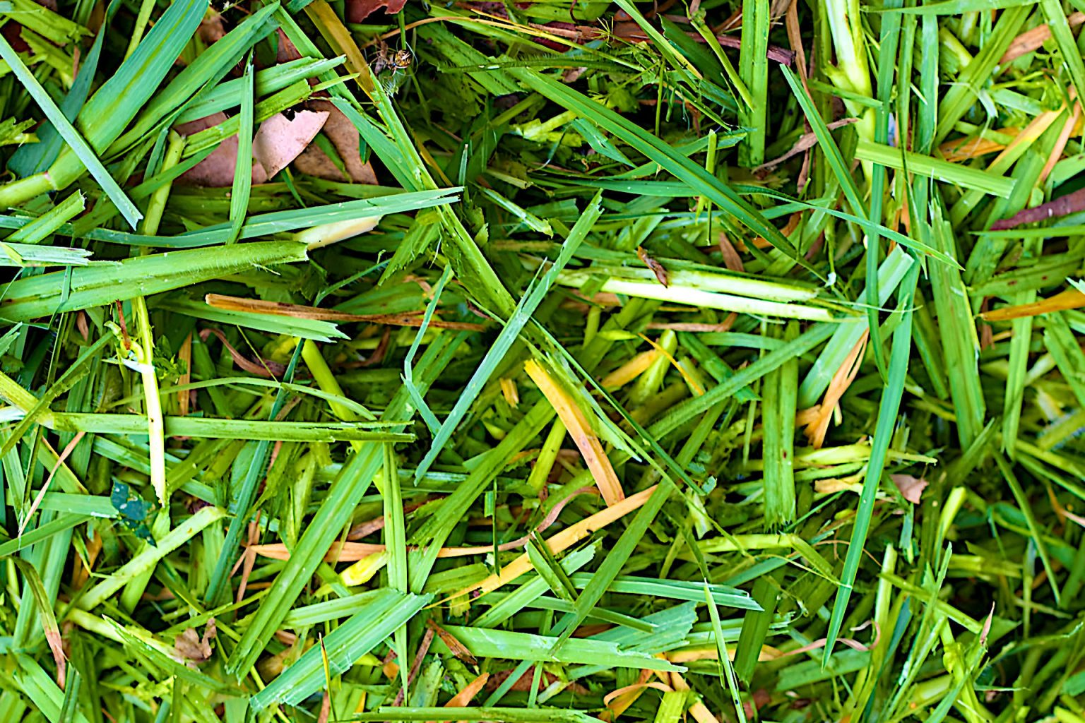 Grass Clippings In Compost: Powering Up Your Composting - Gardening Latest