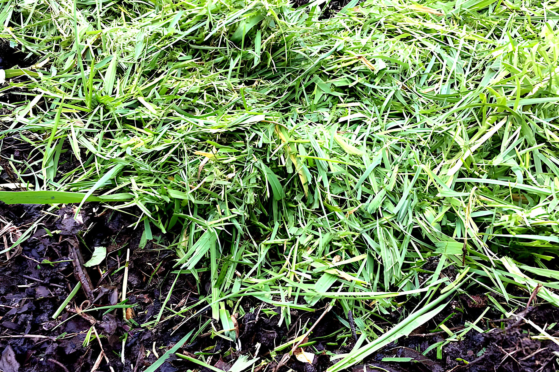 Grass Clippings in Compost Powering up Your Composting Gardening Latest