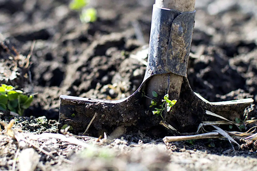 Soil to Compost Ratio How Much Compost Should You Add to Your Soil