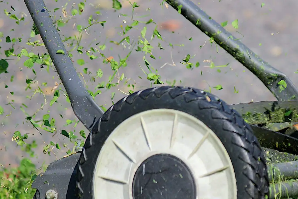 Length of Grass Blade