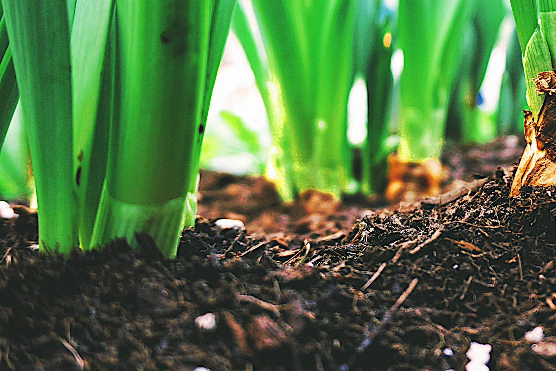 Mushroom Soil Vs. Compost Which Type Will Work Best for You