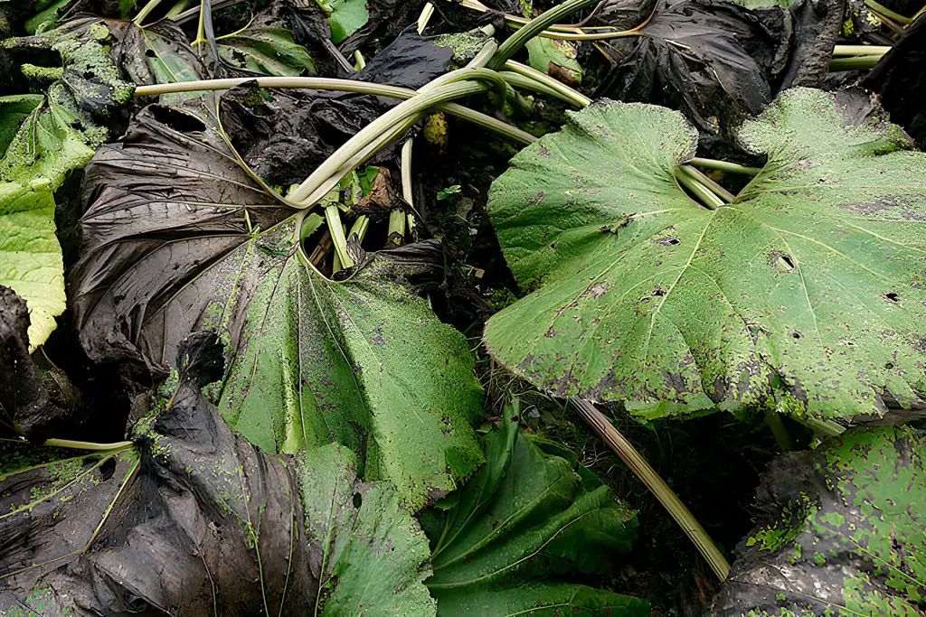 Use It as A Starter for A New Compost Pile