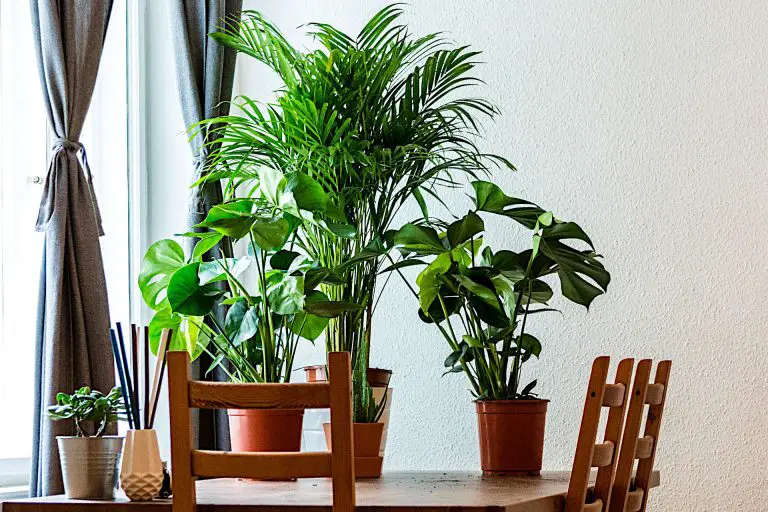 Do Indoor Plants Need Drainage?  How To Ensure Your Plant Maintains the Correct Moisture Levels