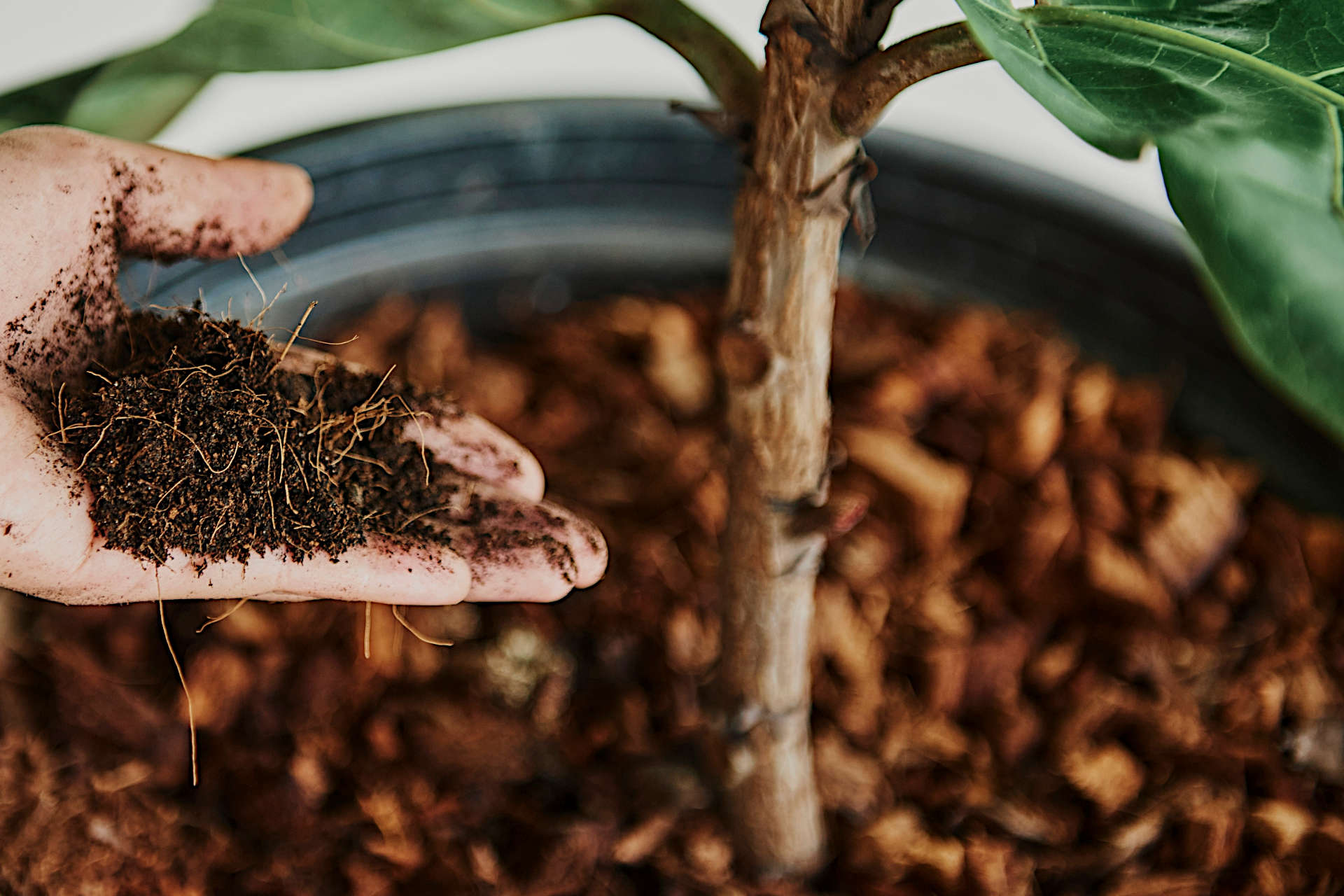 Do Indoor Plants Need Drainage? How To Ensure Your Plant Maintains the