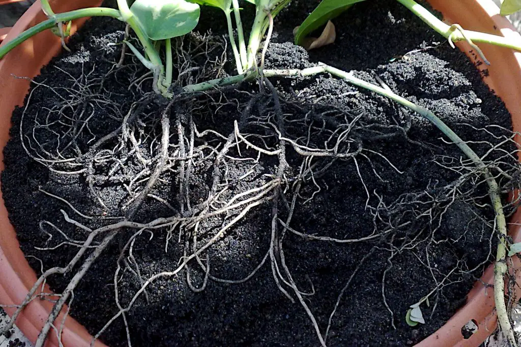 Do Indoor Plants Need Drainage - roots tell you