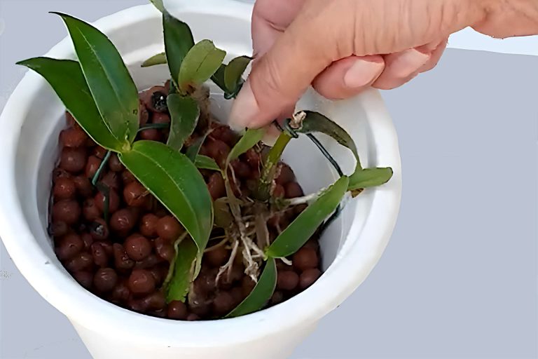 How to Use LECA Balls: Growing Plants in LECA