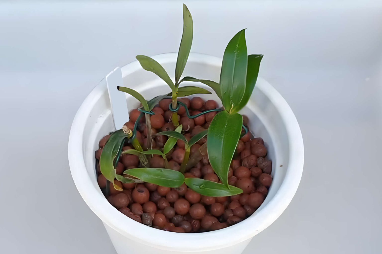 How to Use LECA Balls Growing Plants in LECA Gardening Latest