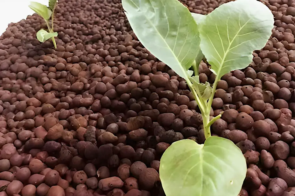 LECA as a Hydroponics Growing Medium