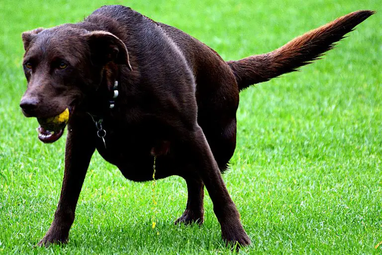 9 Ways to Neutralize Dog Urine and Clean Feces from Artificial Grass