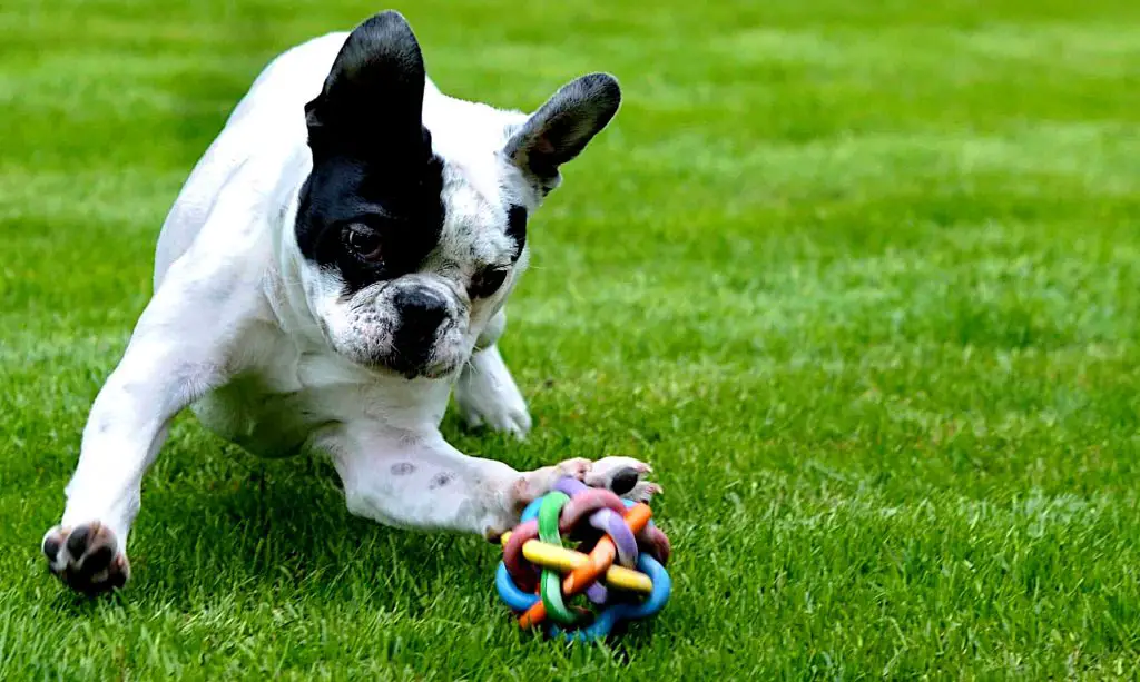 Prevent Dog Urine Smells on Artificial Grass