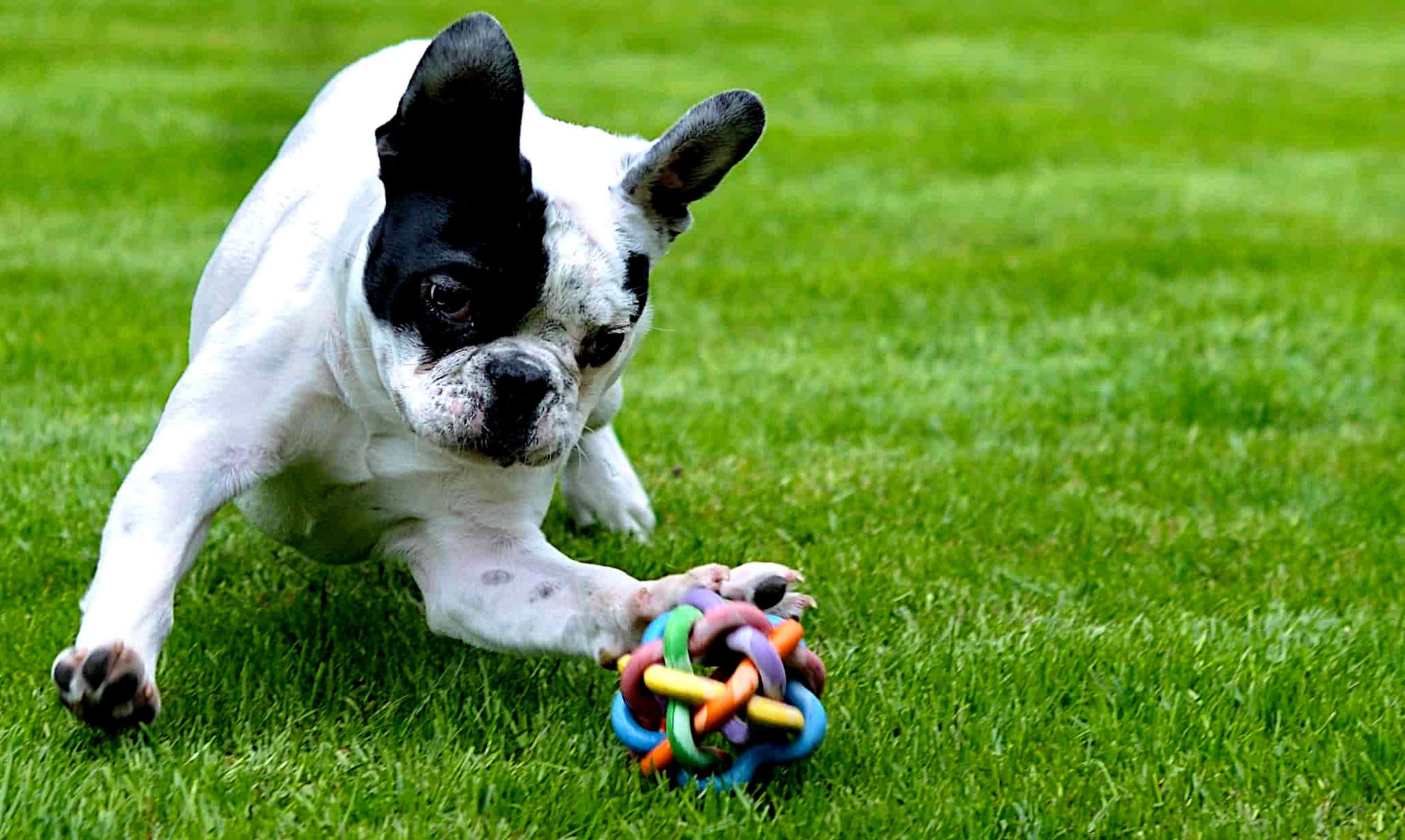 9-ways-to-neutralize-dog-urine-and-clean-feces-from-artificial-grass