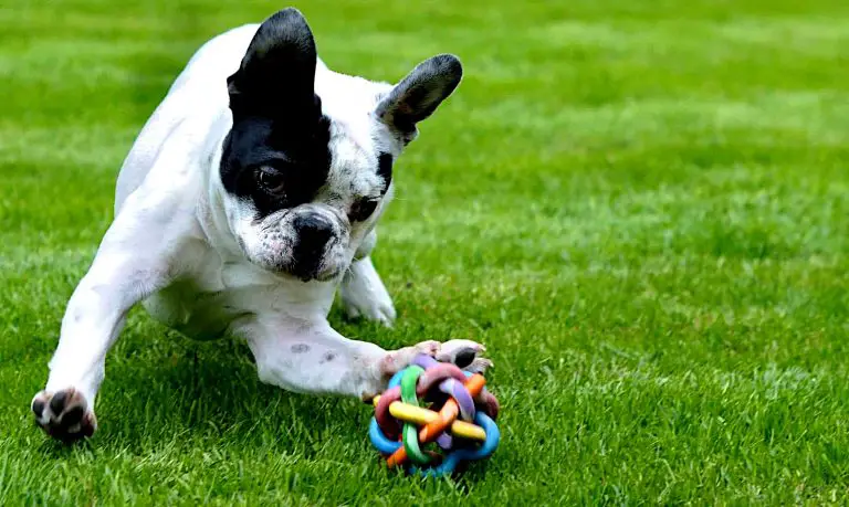9 Ways to Neutralize Dog Urine and Clean Feces from Artificial Grass