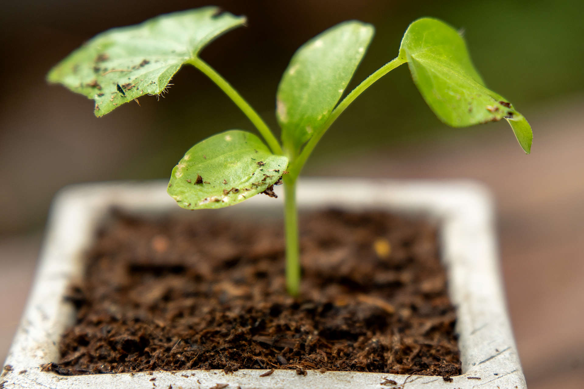 Compost vs Potting Soil What Are the Differences and Which Should Use Use? Gardening Latest