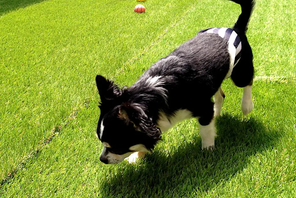 dealing with dog waste on artificial grass