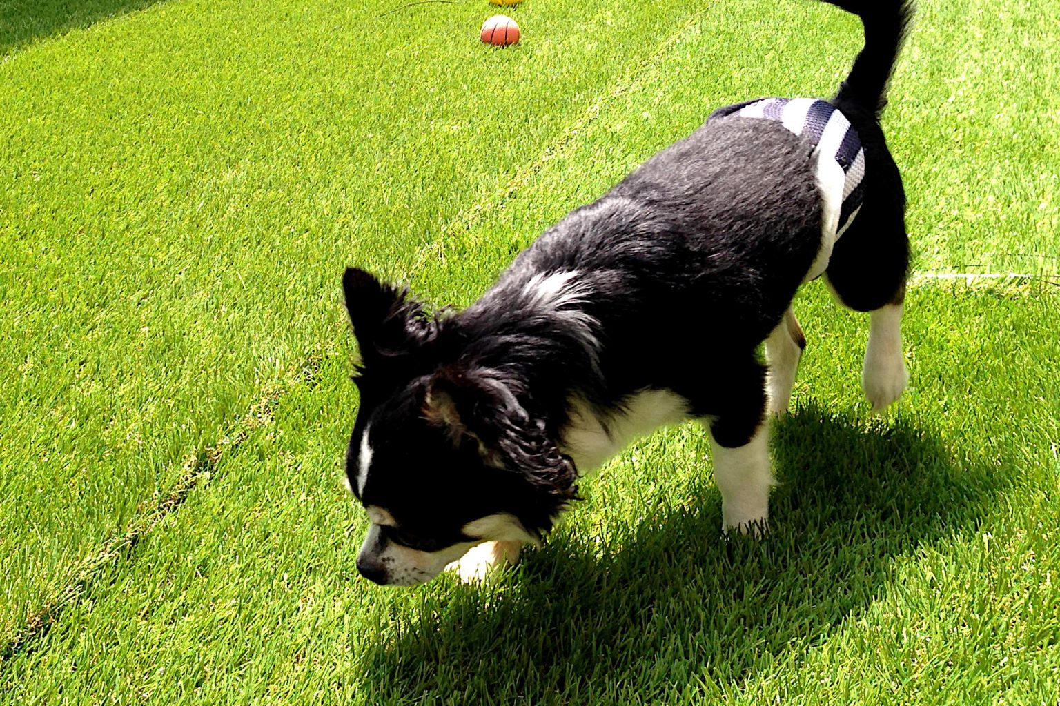 9 Ways to Neutralize Dog Urine and Clean Feces from Artificial Grass