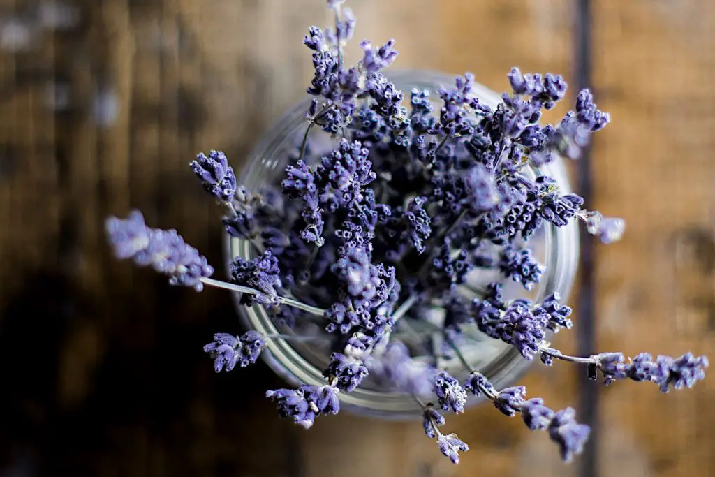 is lavender a herb flower or shrub