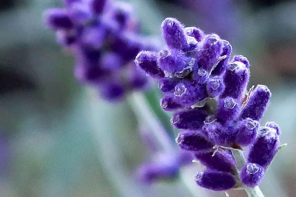 Is lavender a flower?