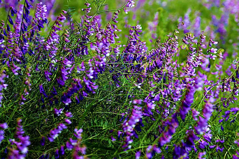 What is Lavender? A Herb, Flower, or Shrub?
