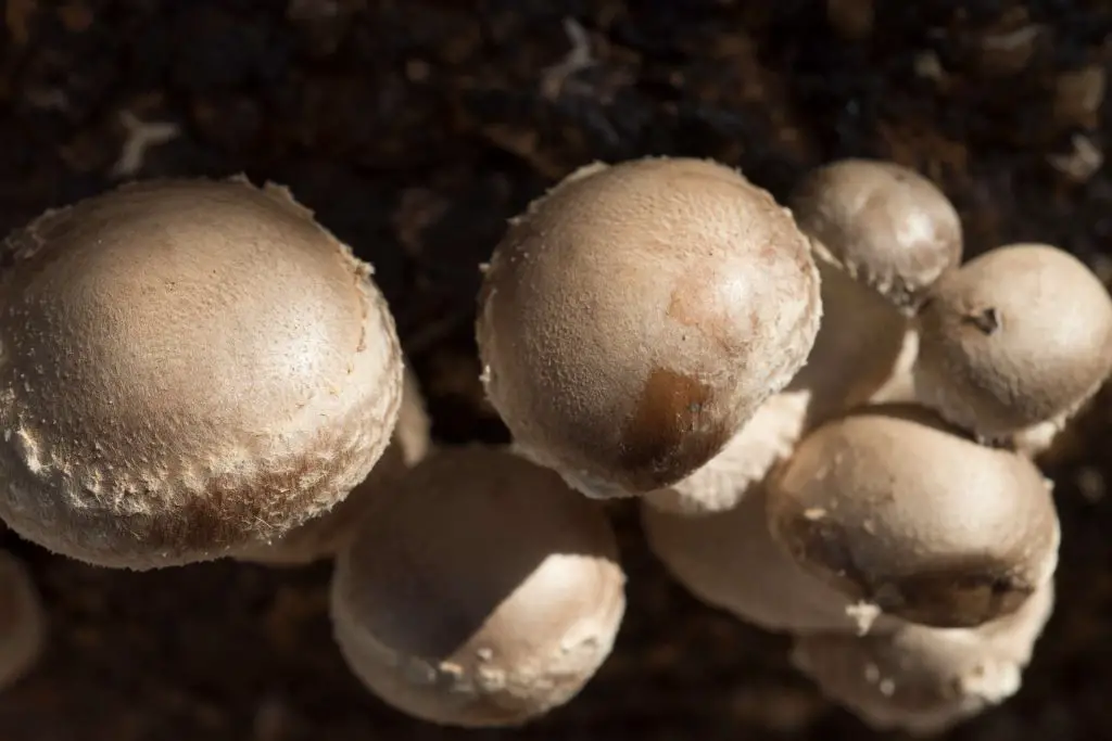 Nutrient Levels for Mushroom Compost