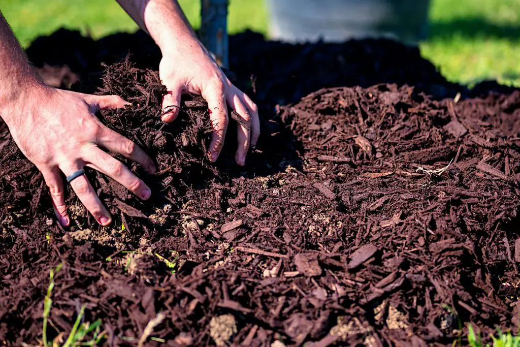 Common Types of Compost for Use in the Garden