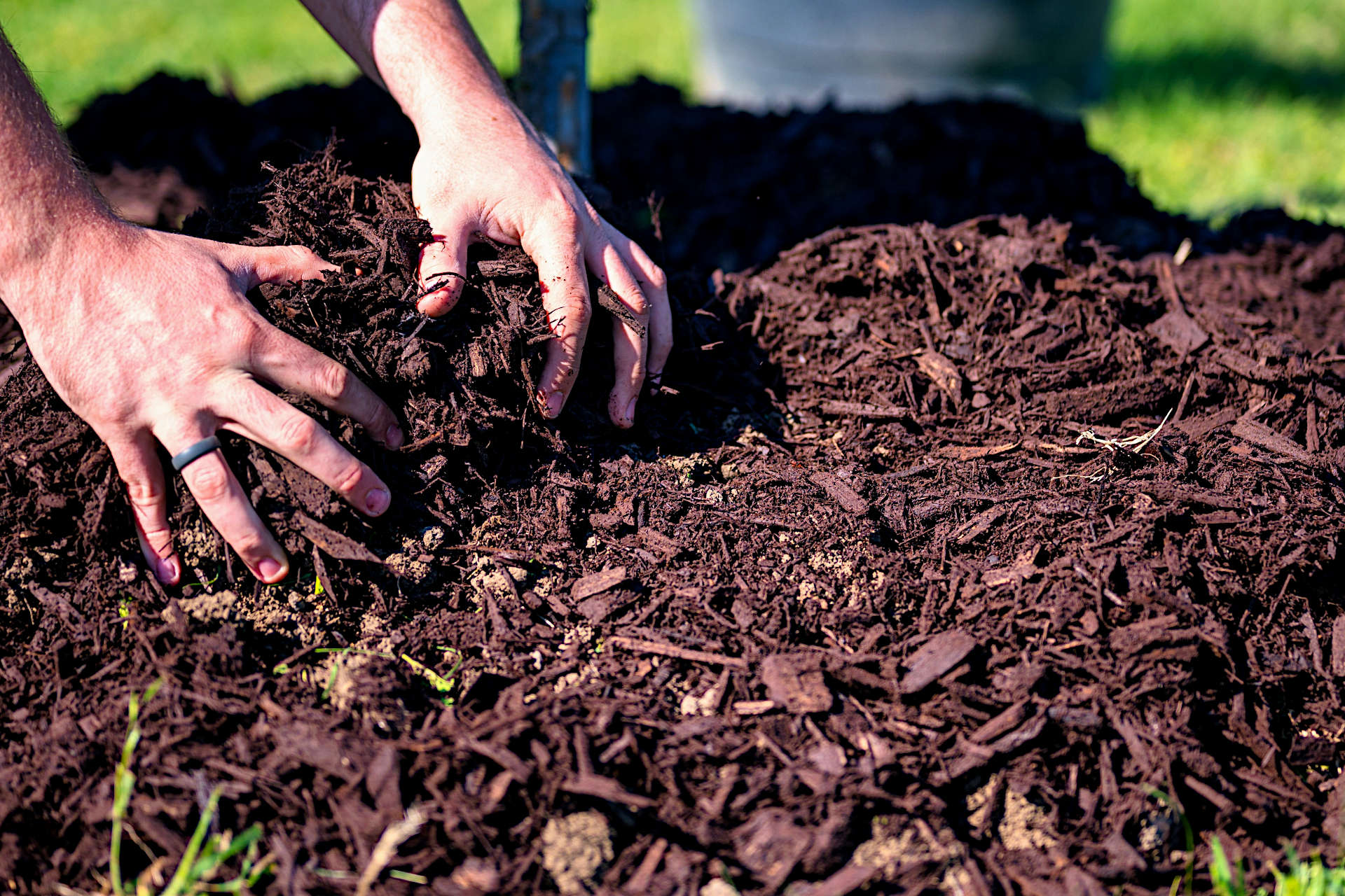 Manure vs Compost The Differences Explained and Which Works Best For