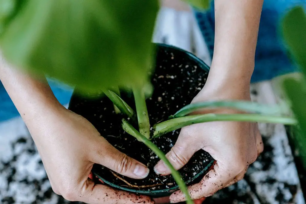 Things to Consider When Choosing Houseplant Compost