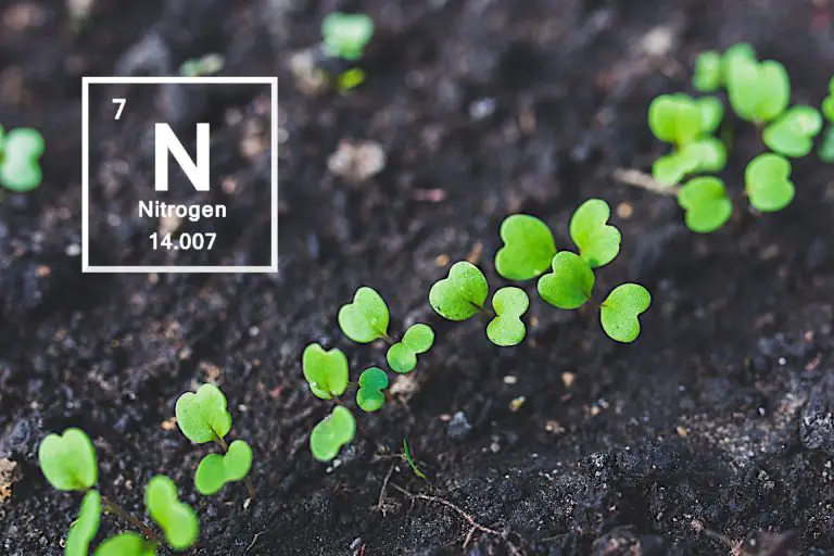 Fix Nitrogen Deficiency in Your Soil for Improved Plant Health – Adding Nitrogen to Soil