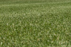 How Long Will Your Artificial Turf Last