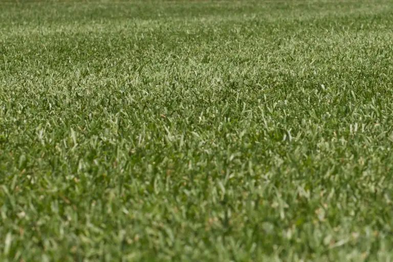 How Long Will Your Artificial Turf Last? 6 Factors that Affect the Lifespan of Artificial Turf