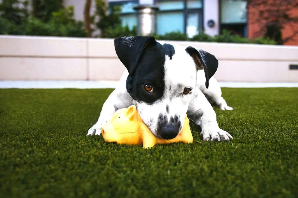 How Safe is Artificial Turf For Pets and Children
