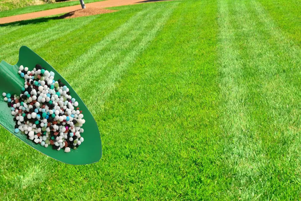 When to Fertilize New Grass