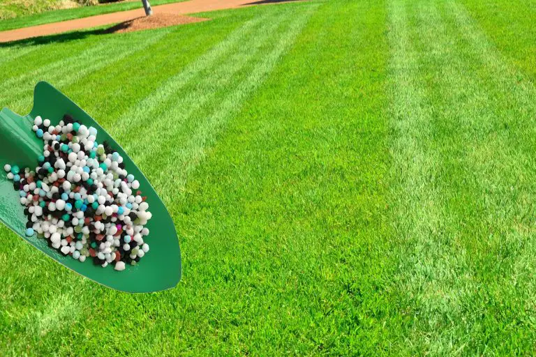 How and When to Fertilize New Grass for Best Results? A Guide to Fertilizing a New Lawn