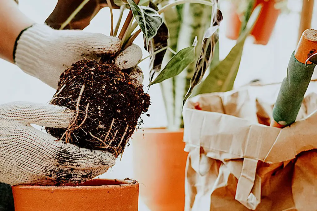 Bad Soil Structure Can Damage Your Indoor Plants