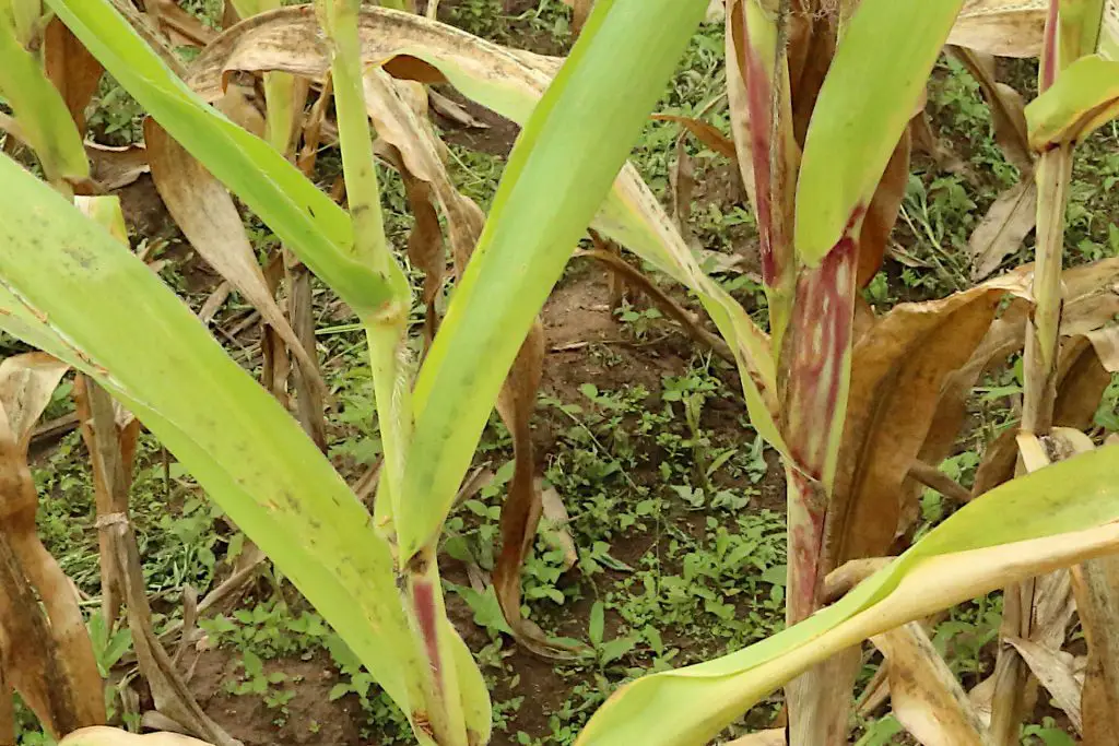 Signs of A Nitrogen Deficiency