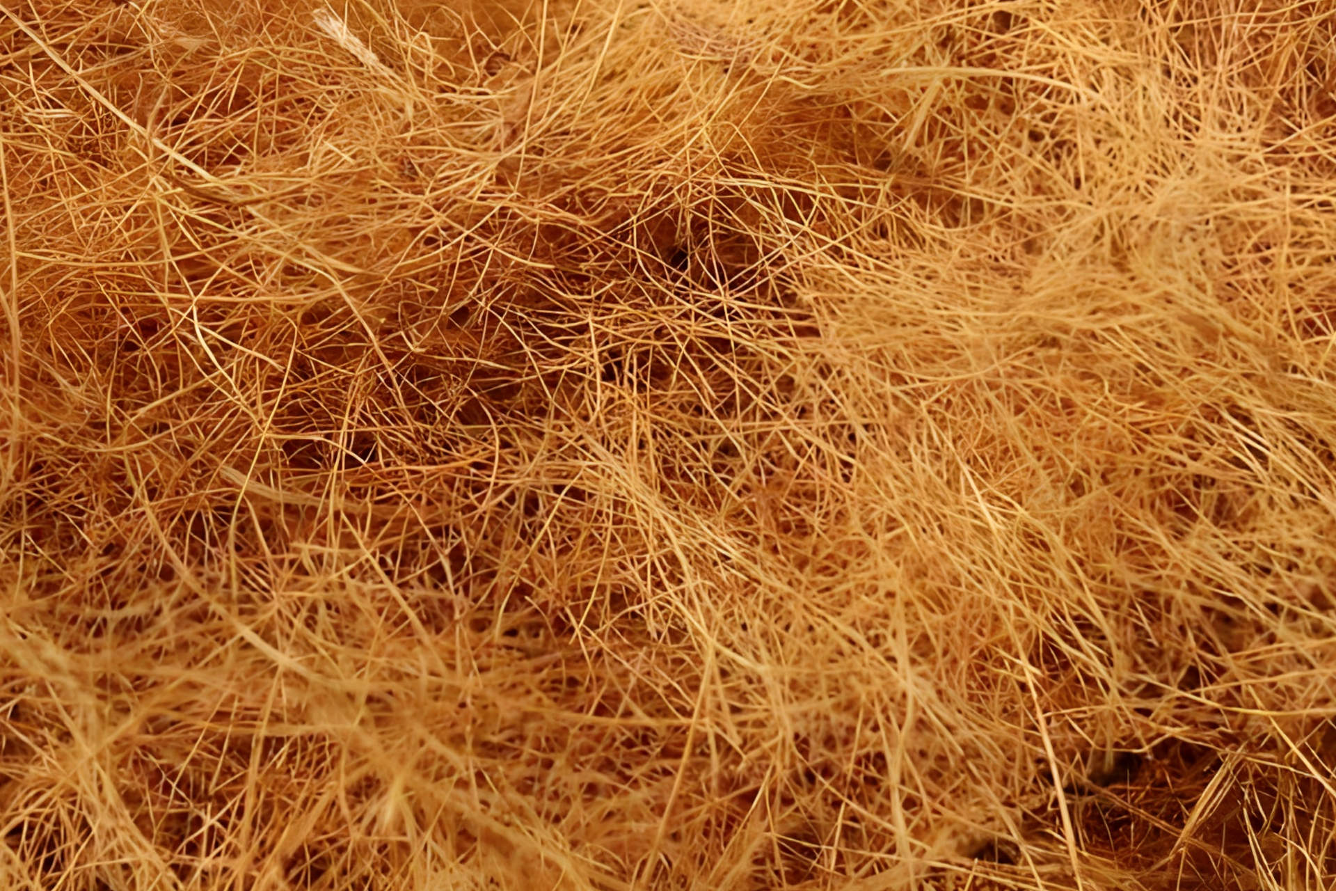 Do Indoor Plants Require Special Compost? Sourcing Nutrients to Feed