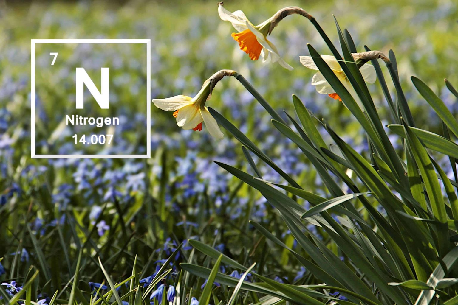 Why Do Plants Need Nitrogen? Gardening Latest