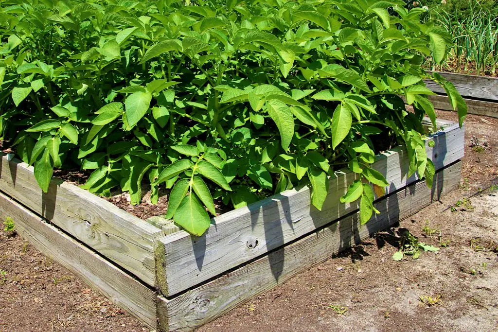 The Right Compost For Raised Beds