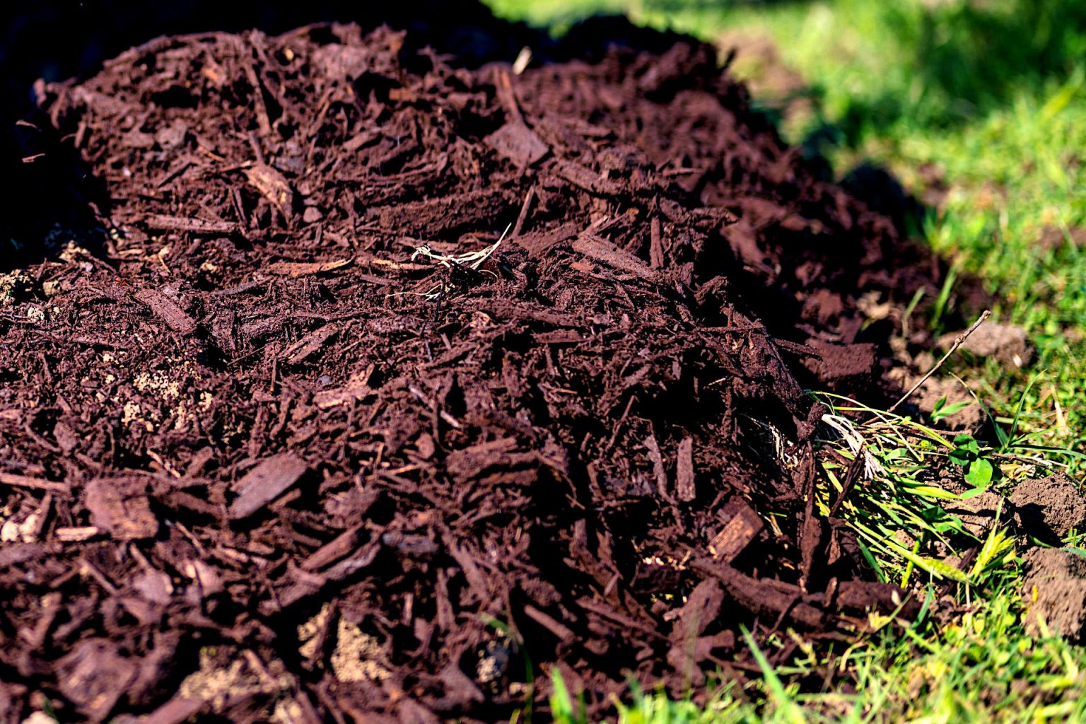 Which Compost is Best for Your Garden? Tips for Choosing the Best Compost for Gardens