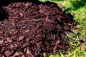 Which Compost is Best for Your Garden