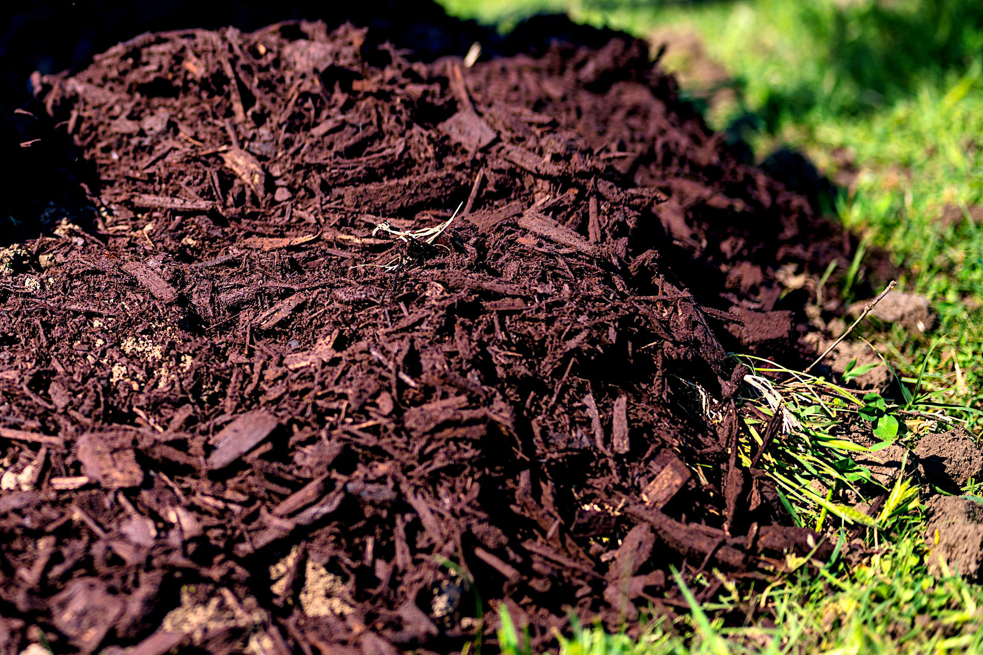 Which Compost is Best for Your Garden? Tips for Choosing the Best