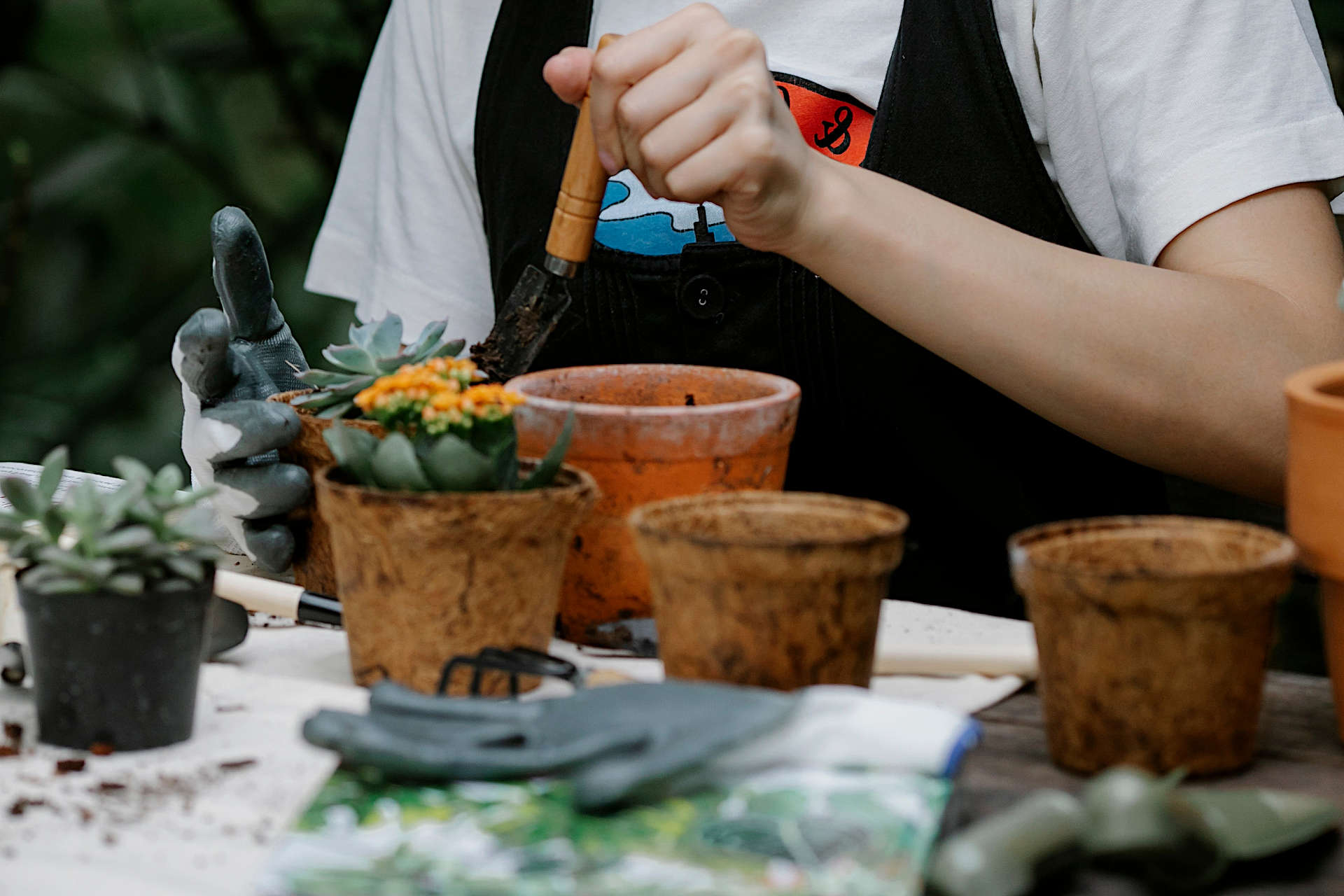 Do Indoor Plants Require Special Compost? Sourcing Nutrients to Feed