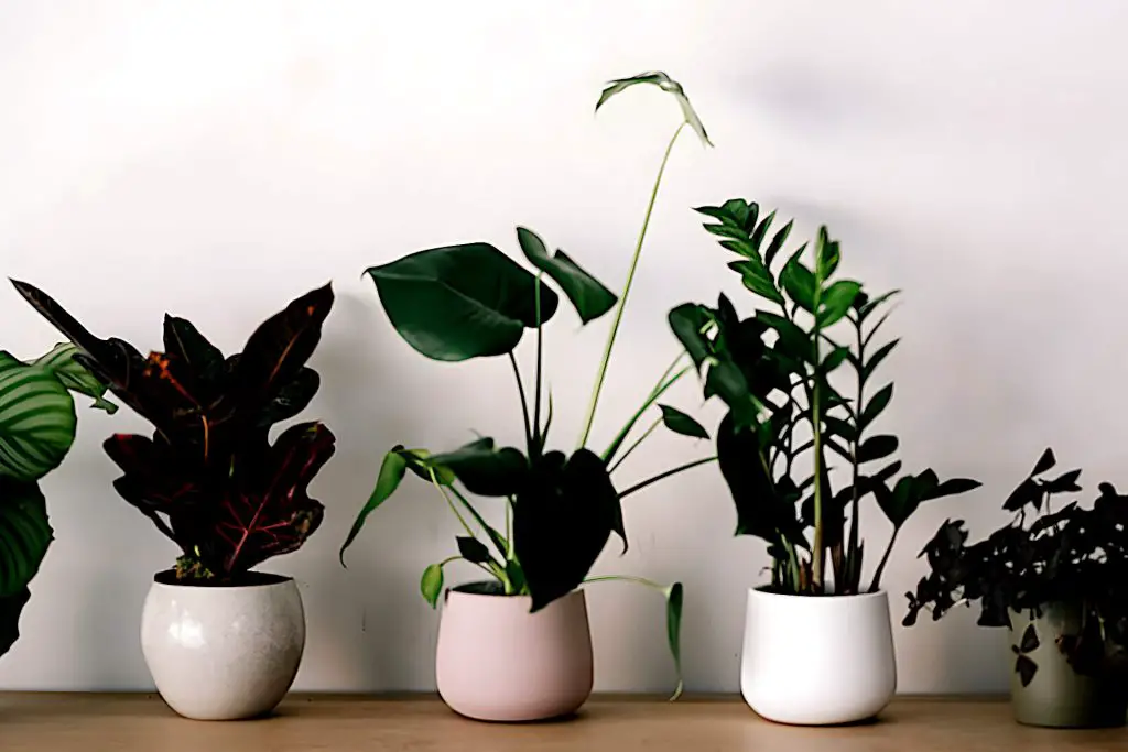 Properties of Gardening Soil That Makes it Problematic for Potting Indoor Plants