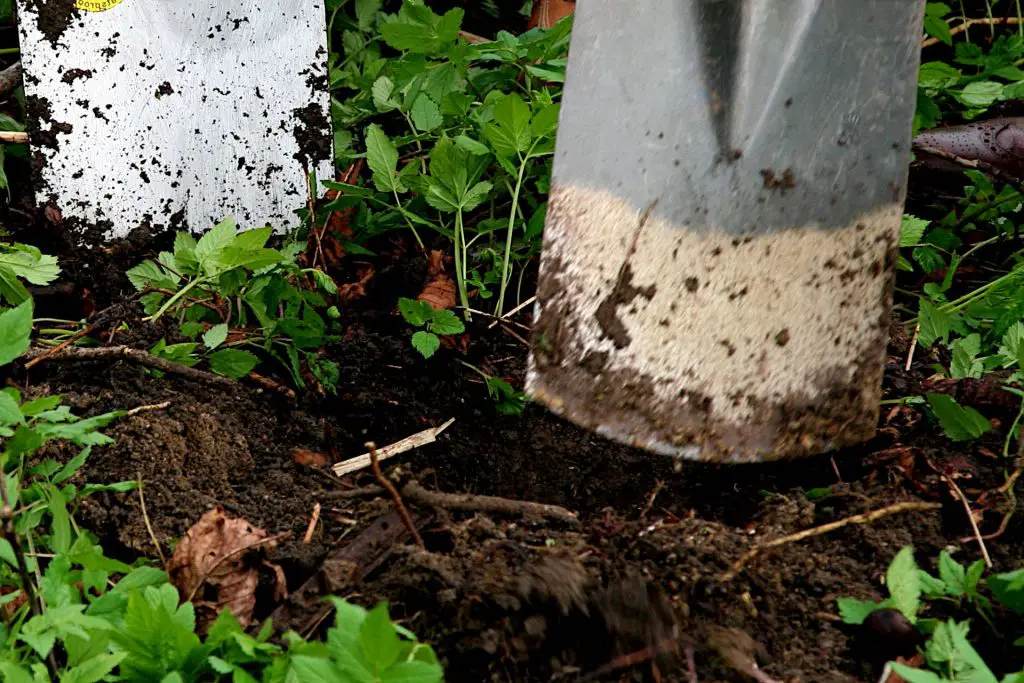 Is It Okay to Use Garden soil on Indoor Plants