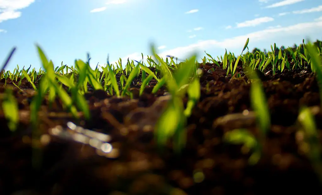 soil the nitrogen cycle