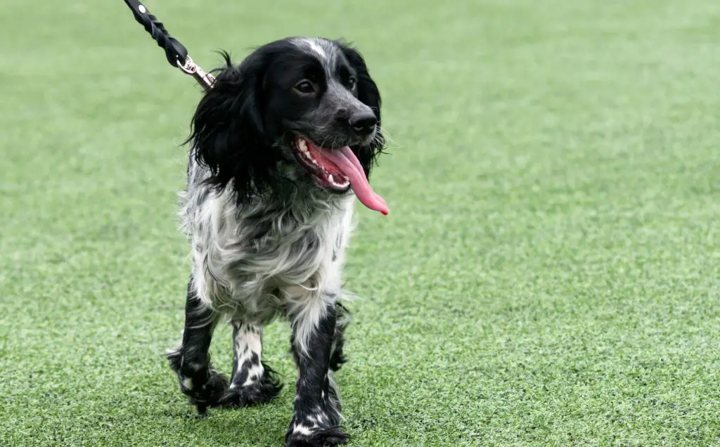 Artificial Turf for Dogs Pros and Cons